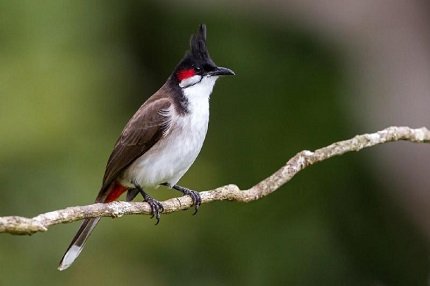 Những loài chim Chào Mào siêu đẹp và ấn tượng trên Thế Giới - Khám Phá Chim  Cảnh || Đạt Bird TV - YouTube