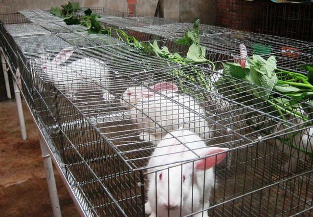 Hướng dẫn cách nuôi thỏ con mới sinh tại nhà toàn tập-7
