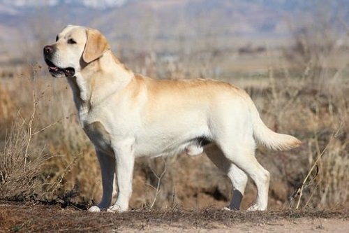 Cách nuôi chó Labrador – Giá chó Labrador bao nhiêu?