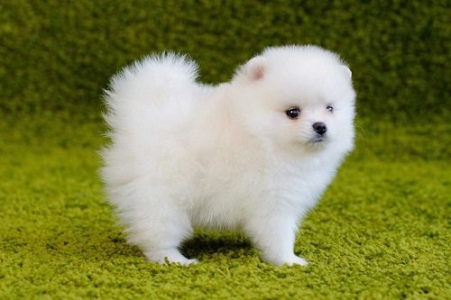 Cách nuôi chó Phốc sóc – Pomeranian-1