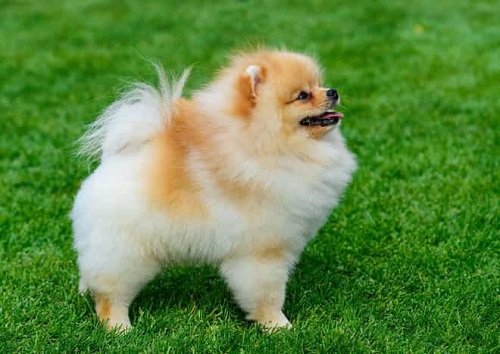 Cách nuôi chó Phốc sóc – Pomeranian-2