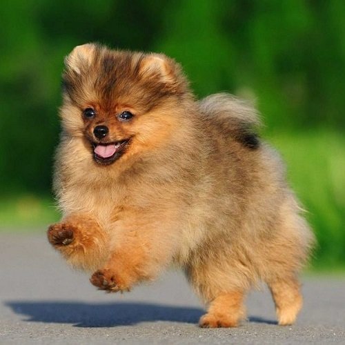 Cách nuôi chó Phốc sóc – Pomeranian-3