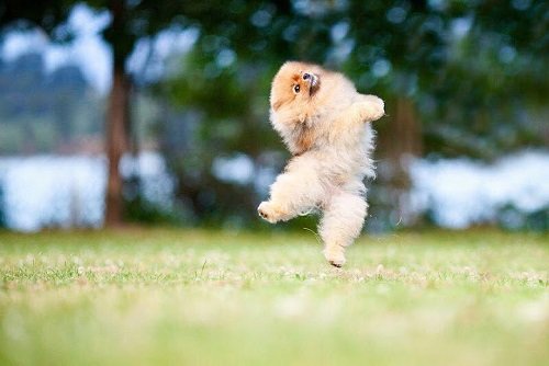 Cách nuôi chó Phốc sóc – Pomeranian-5