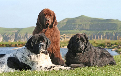 Hướng dẫn cách nuôi giống chó Newfoundland