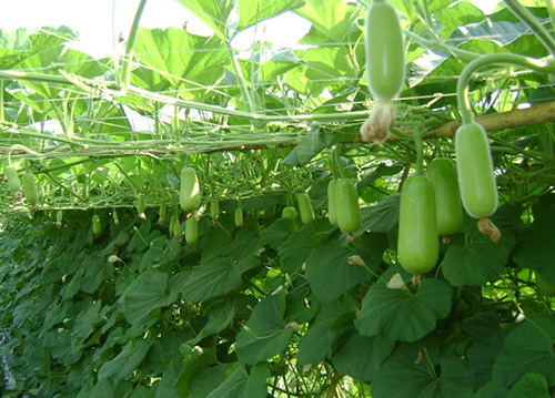 Hướng dẫn cách trồng bí đao và chăm bón bí xanh-4