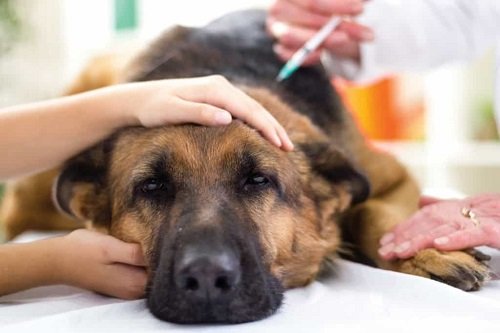 Chó bị ghẻ: Dấu hiệu bệnh và phương pháp điều trị-3
