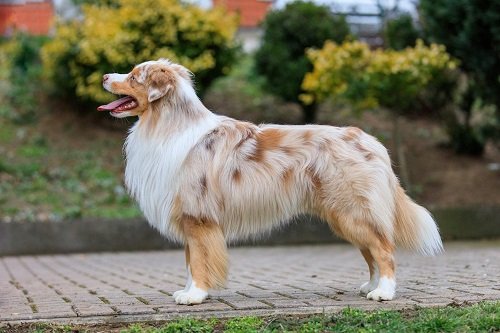 Chó chăn cừu Shetland – Giống chó Shetland Sheepdog-4