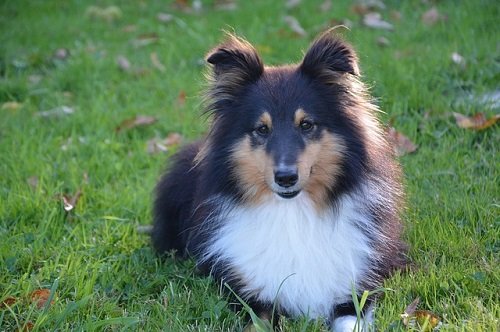 Chó chăn cừu Shetland – Giống chó Shetland Sheepdog-5