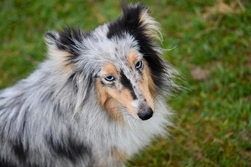 Chó chăn cừu Shetland – Giống chó Shetland Sheepdog-6