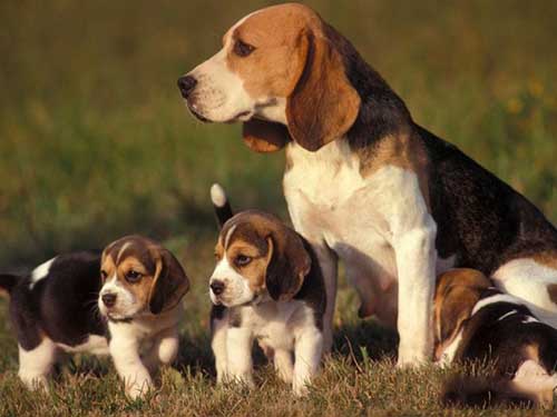 Cách nuôi giống chó săn thỏ Beagle khỏe mạnh-1