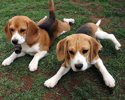 Cách nuôi giống chó săn thỏ Beagle khỏe mạnh-3