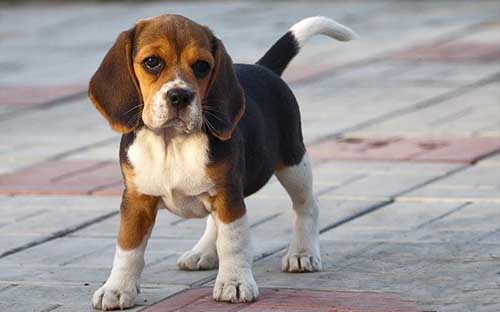 Cách nuôi giống chó săn thỏ Beagle khỏe mạnh-4