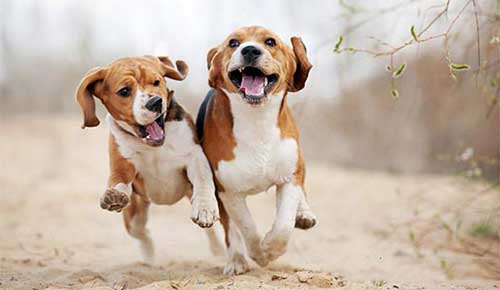 Cách nuôi giống chó săn thỏ Beagle khỏe mạnh-5