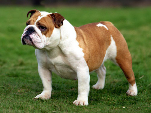 Tìm hiểu về giống chó Bull Anh – Bulldog-3