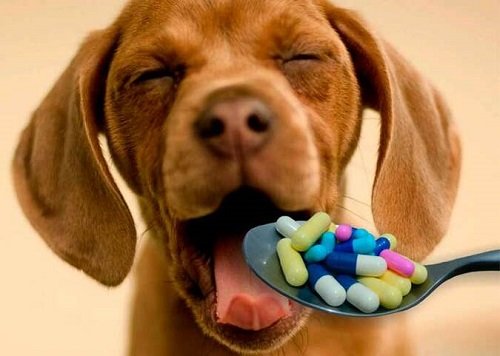 cách cho chó uống thuốc tẩy giun