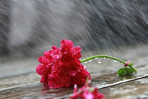 Những bài thơ về mưa hay được yêu thích nhất-4