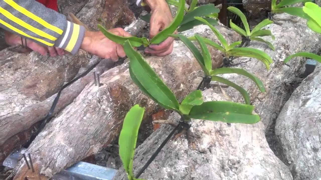 Cách trồng và chăm sóc hoa lan trên gỗ-3