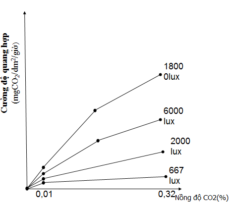 Các nhân tố ngoại cảnh ảnh hưởng đến quá trình quang hợp-1