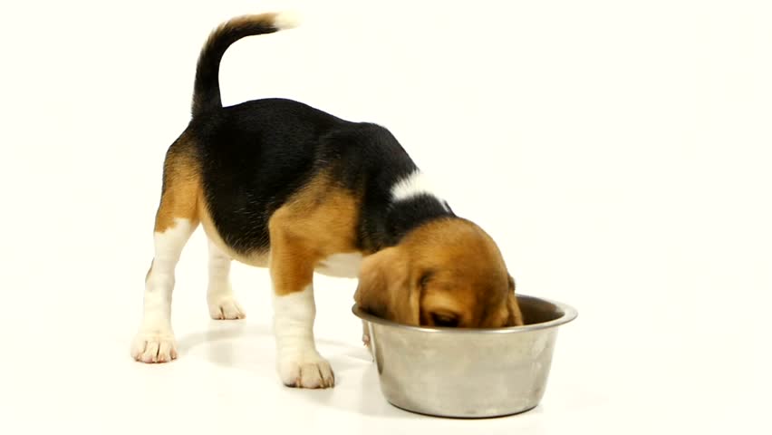 Giới thiệu, cách nuôi dạy và chăm sóc chó beagle-3