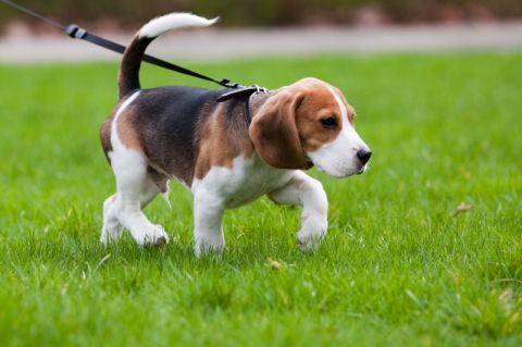 Giới thiệu, cách nuôi dạy và chăm sóc chó beagle-5
