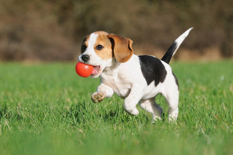 Giới thiệu, cách nuôi dạy và chăm sóc chó beagle-6