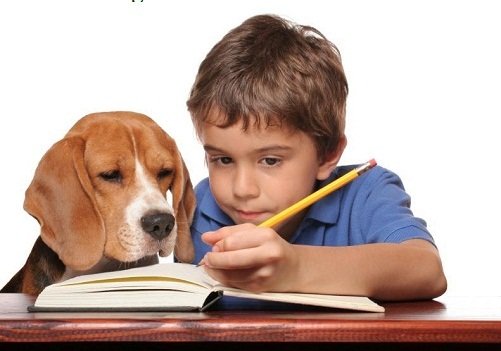 Giới thiệu, cách nuôi dạy và chăm sóc chó beagle-2