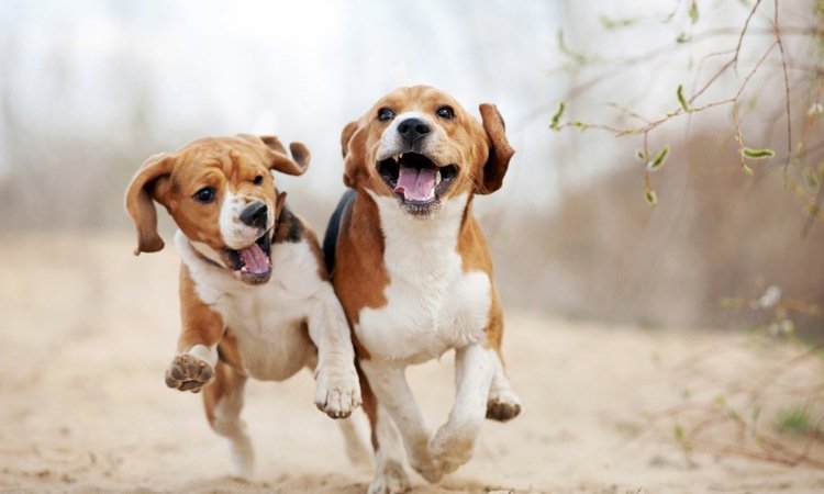 Giới thiệu, cách nuôi dạy và chăm sóc chó beagle-7