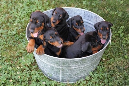 Hướng dẫn cách nuôi và chăm sóc chó doberman khỏe mạnh-3