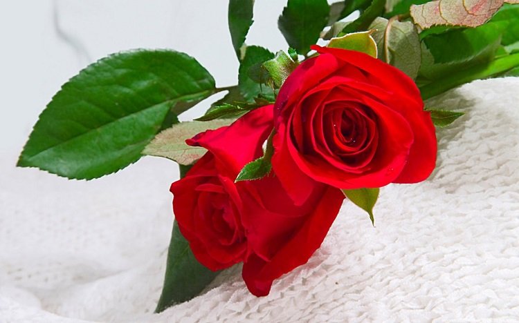 Những hình ảnh hoa hồng đẹp ngọt ngào, lãng mạn-19