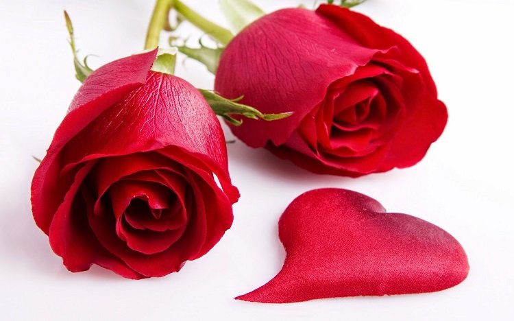 Những hình ảnh hoa hồng đẹp ngọt ngào, lãng mạn-20