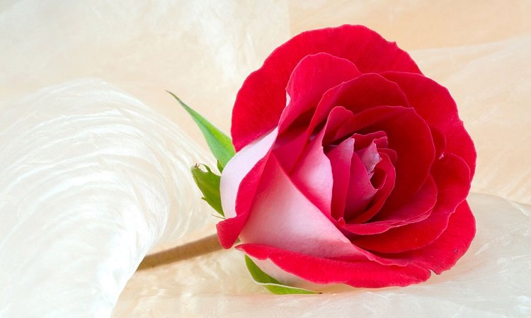 Những hình ảnh hoa hồng đẹp ngọt ngào, lãng mạn-21