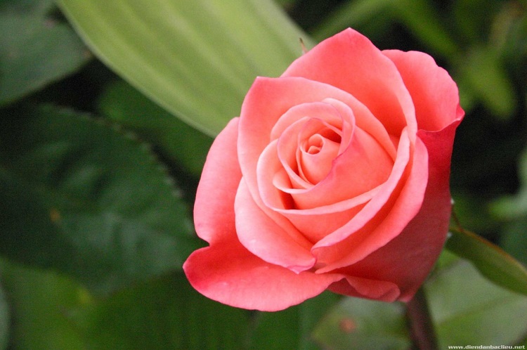 Những hình ảnh hoa hồng đẹp ngọt ngào, lãng mạn-23