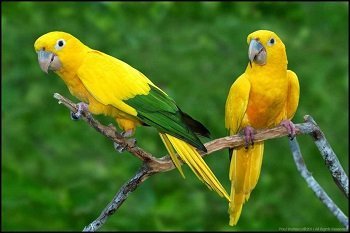 Khám phá về những chú chim đẹp hót hay nhất tại Việt nam
