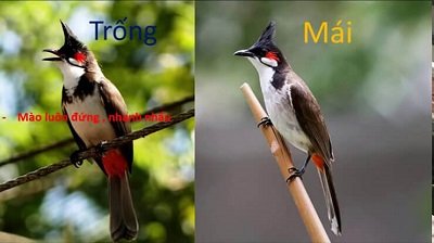 Cách phân biệt chim chào mào trống và mái