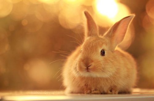 Hình ảnh con thỏ xinh xắn dễ thương-3