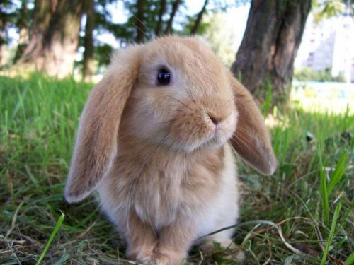 Hình ảnh con thỏ xinh xắn dễ thương-12