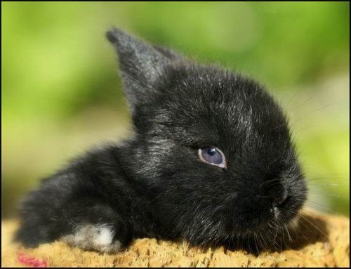 Hình ảnh con thỏ xinh xắn dễ thương-14