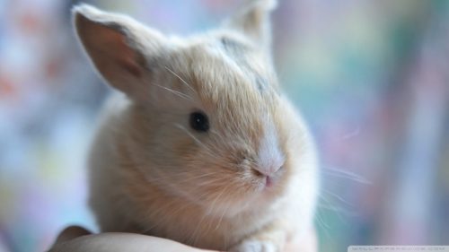 Hình ảnh con thỏ xinh xắn dễ thương-19