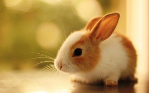 Hình ảnh con thỏ xinh xắn dễ thương-21