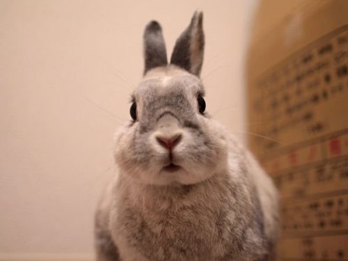 Hình ảnh con thỏ xinh xắn dễ thương-4