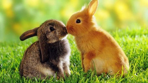 Hình ảnh con thỏ xinh xắn dễ thương-22