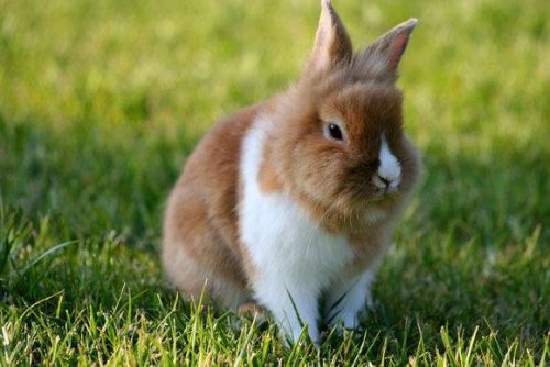 Hình ảnh con thỏ xinh xắn dễ thương-23
