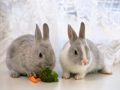 Hình ảnh con thỏ xinh xắn dễ thương-24