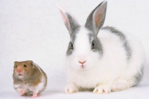 Hình ảnh con thỏ xinh xắn dễ thương-25