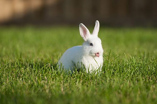 Hình ảnh con thỏ xinh xắn dễ thương-43