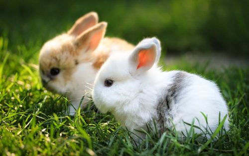 Hình ảnh con thỏ xinh xắn dễ thương-44