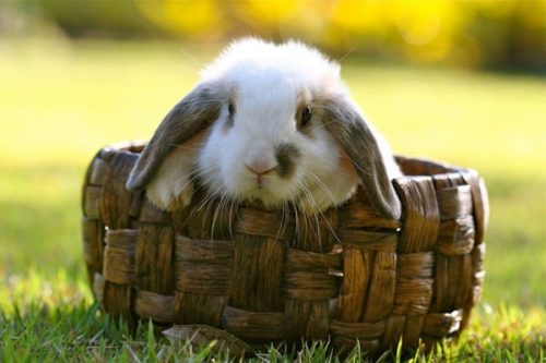 Hình ảnh con thỏ xinh xắn dễ thương-5