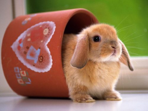 Hình ảnh con thỏ xinh xắn dễ thương-45