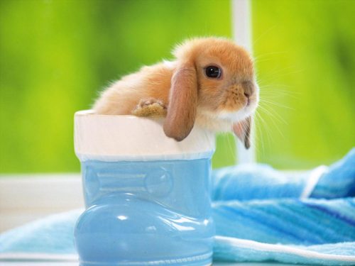 Hình ảnh con thỏ xinh xắn dễ thương-46