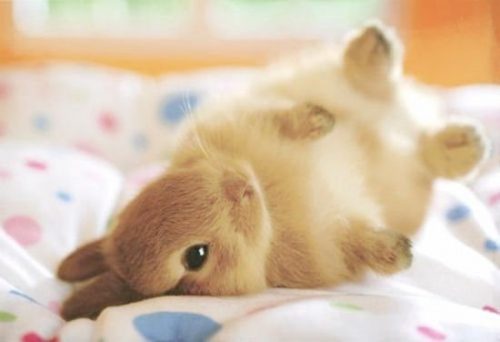 Hình ảnh con thỏ xinh xắn dễ thương-47